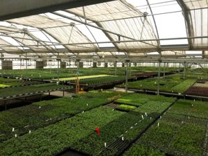 Hydroponic Greenhouse Lettuce Grow System With White PVC Pipes And Raised Beds For Indoor Farming - Product Image 1