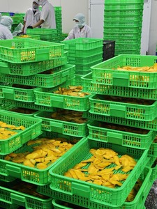 Fournisseur de tranches de mangue séchée du Vietnam pour les importateurs, approvisionnement en gros - Product Image 5