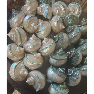 Coquille de turbo décorative faite à la main, naturelle et durable, pour la création artistique, la décoration et le style côtier - Product Image 4