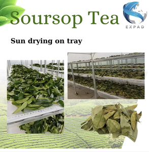 Natural Sun-dried SOURSOP/GRAVIOLA LEAVES FOR <b>TEA</b> - VIETNAM SUPPLIER - Product Image 3