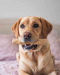Premium Vietnam Origin Coffee Tree Wood Dog Chew Stick Safe Non-Toxic <b>Dental</b> Care <b>Toy</b> for Small to Large Dogs - Product Image 3