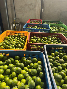 มะนาวไร้เมล็ดพรีเมียมจากเวียดนาม – สดใหม่ ฉ่ำ คุณภาพสูงสำหรับตลาดส่งออก - Product Image 5