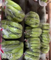 Plátanos Cavendish Verdes Frescos, Racimo Entero, Calidad Premium, 13 kg, Fruta Tropical para Venta al por Menor y Servicios de Alimentación