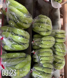 Plátanos Cavendish Verdes Frescos, Racimo Entero, Calidad Premium, 13 kg, Fruta Tropical para Venta al por Menor y Servicios de Alimentación - Product Image 6