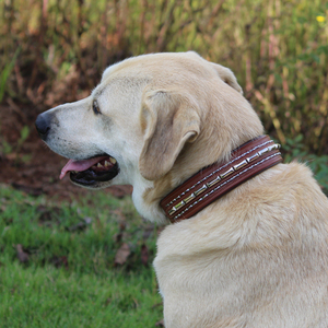 Collar de Perro de Cuero Genuino Resistente con Tachuelas, Extra Ancho, Acolchado, Ajustable, Duradero, Premium, para Perros, Ajuste Cómodo - Product Image 4