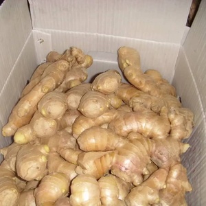 Wholesale CREKS Natural <b>Fresh</b> Young <b>Ginger</b> 25kg Bulk Export Africa High Quality for International Market - Product Image 1