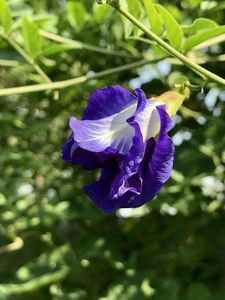 Clean EXPAD Vietnam Organic Health Vacuum Pack Dried Butterfly Pea Flowers 100% Natural Flavored Herbal <b>Slimming</b> Beverage <b>Tea</b> - Product Image 5