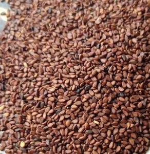 Graines de sésame brun biologiques de qualité supérieure, riches en nutriments, pour la cuisine et la pâtisserie |   Graines de qualité export naturelle en vrac Vantage Odisha 12 - Product Image 1