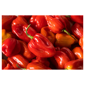 Pimiento habanero fresco envasado en cartones a granel para envío aéreo y marítimo a compradores internacionales - Product Image 3