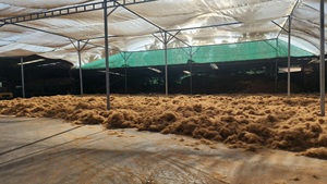 ใยมะพร้าวธรรมชาติรักษ์โลก ขนาด 5-25 ซม. บรรจุภัณฑ์แบบกำหนดเองพร้อมแผ่นพลาสติก ใยเปลือกมะพร้าวเวียดอาร์โก แบบมัดเป็นก้อนใหญ่ - Product Image 5