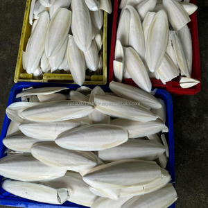 Hueso de Sepia Seco de Primera Calidad para Alimentación Animal, Calcio y Minerales Esenciales de Ho Chi Minh City, Vietnam - Product Image 5