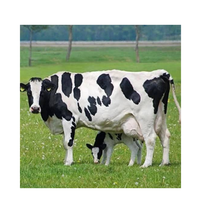 Proveedor Mayorista de Ganado Holstein Preñado de Primera Calidad para Granjas Lecheras y Mercados de Exportación - Product Image 6