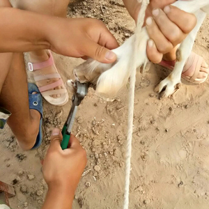 Tijeras para Recortar Pezuñas de Ganado, Caballos y Vacas, Tijeras Multiusos para Pezuñas con Empuñaduras de Plástico para Ganado Ovino - Product Image 6
