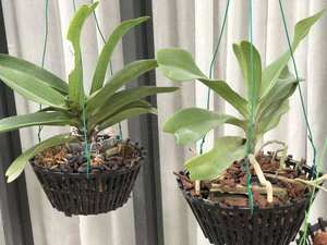 Maceta de Plástico PP Negra Premium de Vietnam para Orquídeas, 250x165, con Logotipo Personalizado, Estilo Rústico, para Hogar, Jardín y Exteriores, Marca Folin - Product Image 2