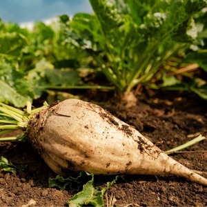 Blettes Sucrées Fraîches : Sélection de Récolte Premium avec Pureté Naturelle et Normes Agricoles Consistantes - Product Image 2