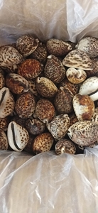 Coquillages de cauris tigrés polis faits à la main, forme naturelle durable pour porte-serviettes - Vietnam Ba Ria-Vung Tau 9-10cm CARYLN - Product Image 4