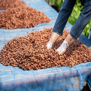 Granos de Cacao para la Producción de Cacao en Polvo y Chocolate, con Rico Aroma, Alta Calidad, Variedad ARIBA, 25 kg, para Procesamiento de Alimentos Comercial - Product Image 5