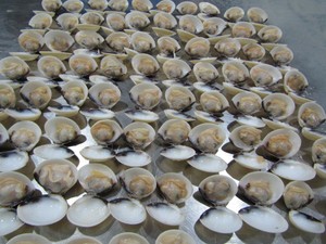 Carne de almeja blanca congelada lista para usar, ingrediente para procesamiento de alimentos y catering - Product Image 4