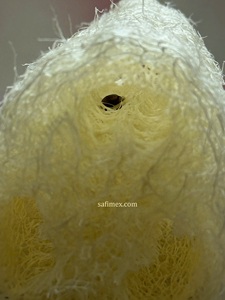 Éponge exfoliante en loofah bio 10-12cm, emballage personnalisé, provenant d'un fournisseur de loofah naturel du Vietnam. - Product Image 2
