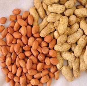 Arachides brutes séchées au soleil en vrac pour le marché de gros – Arachides fraîches naturelles emballées pour la transformation en gros au meilleur prix - Product Image 4