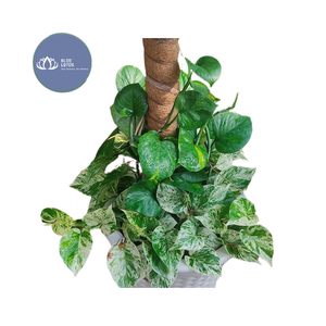 Poste de Musgo de Coco Ecológico Hecho a Mano de Alta Calidad – Suministro Sostenible de Totem para Plantas - Product Image 1