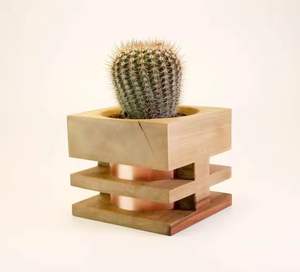 Mini pots en bois avec plantes vivantes Peperomia obtusifolia et Opuntia microdasys – Jardinières décoratives d'intérieur pour plantes succulentes - Product Image 2
