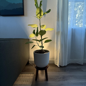 Support de plantes d'intérieur en bois d'acacia naturel de qualité supérieure, support décoratif pour plantes de jardin pour pots lourds, en provenance du Vietnam, B2B - Product Image 4