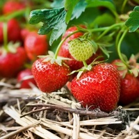 Premium kwaliteit verse bramen, natuurlijk zoet en sappig, GMO-vrij, boerderijvers, 25kg, gezond eten, natuurlijke voeding