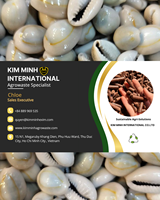 Coquillages KMI Ringtop du Vietnam pour artisanat, décoration, bijoux, en gros, à prix compétitif