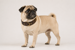 Collier pour chien en cuir naturel pour les marques de vêtements pour animaux de compagnie, fabrication OEM par Divine International - Product Image 5