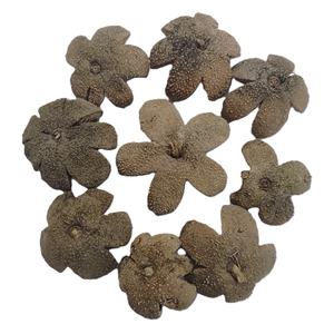 Vaina de Flor Botánica Kartoos, Material Vegetal Seco Natural, Vaina de Flor Ecológica para Potpourri y Decoración en Toda Ocasión - Product Image 5