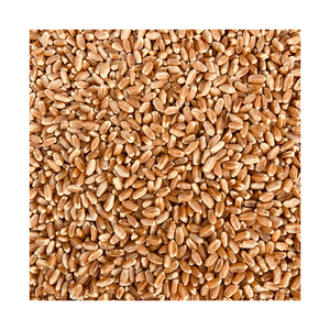 Grains de blé de qualité fournis pour le commerce de gros avec une disponibilité fiable en vrac - Product Image 6