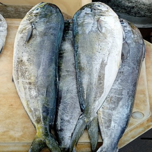 Prix de gros pour le mahi-mahi entier congelé, pour une approvisionnement fiable en fruits de mer, avec une texture et un goût excellents et une utilisation polyvalente. - Product Image 2