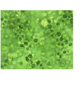 Extracto de Chlorella Vulgaris Premium, Superalimento Nutritivo para la Desintoxicación, Inmunidad, Energía y Bienestar General, a Base de Plantas - Product Image 1