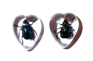 Escarabajo de Hoja Brillante, Espécimen Real, Cabujón de Plástico en Forma de Corazón 17x21 mm, Base Plana Transparente para Manualidades y Joyería - Product Image 2