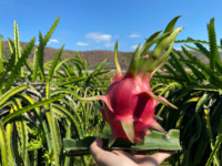 Exportkwaliteit VIETFAP ODM/OEM Witte Drakenvrucht 100% Natuurlijk Versgevroren Binh Thuan Vietnam 30-40 Dagen Houdbaarheid