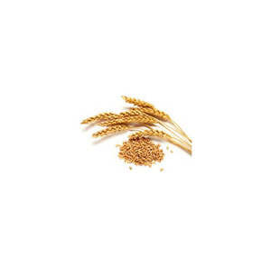 Vente en gros de blé dur de qualité alimentaire supérieure, approvisionnement en vrac, qualité supérieure, stock disponible, fabricant exportateur - Product Image 3