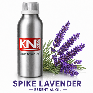 Aceite Esencial de Lavanda Puro 100% Orgánico Certificado Premium, Fabricante a Granel, Exportador Global de Lavandula latifolia - Product Image 1