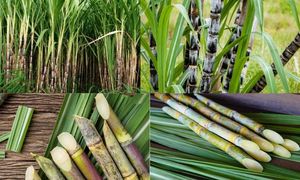 Jus de canne à sucre stérilisé en conserve VIET DELTA pour les fêtes, 330 ml, 100 % naturel, durée de conservation de 6 à 12 mois, origine Vietnam - Product Image 2