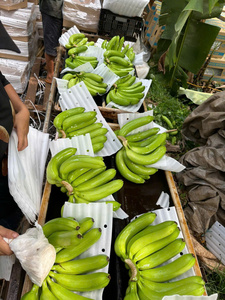 G9 Banane Cavendish Highland Exportation de bananes vertes Norme de bonne qualité - Product Image 6