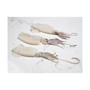Calamar Congelado de Primera Calidad, Listo para Enviar, Grado Alimenticio, Suministro al por Mayor, Fabricante de Exportación de Alta Calidad - Product Image 1