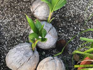 Commande en gros coquille de noix de coco fait à la main écologique bols naturels cuillères-fabricant approvisionnement marché mondial bon prix cadeaux d'affaires - Product Image 2