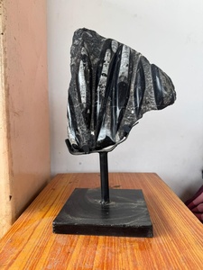 Vente en gros : Spécimen fossile d'Orthocéras naturel de haute qualité dans matrice, plaque d'ammonite, plaque de calmar fossile, pièce autoportante - Product Image 4