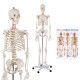 Modello di Scheletro a Grandezza Naturale per Lezioni di Scienze Mediche Scolastiche per Studi di Anatomia Umana - Product Image 6