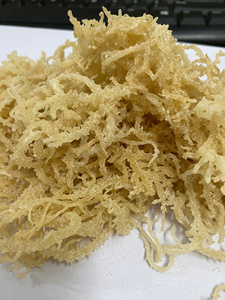 Eucheuma Cottonii - Wild Golden Irish Sea Moss con alta calidad/Purple Irish Sea Moss/Sra. Lima - Product Image 2