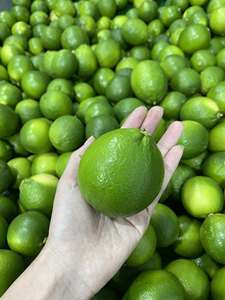 Limón Fresco Sin Semillas del Delta de Vietnam, Fruta Cítrica Orgánica de Calidad de Exportación/Ms. Kelly - Product Image 4