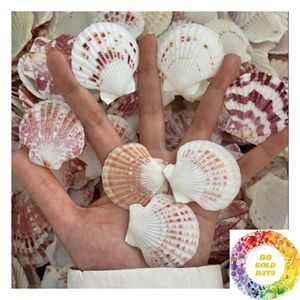เปลือกหอยเชลล์ขายส่ง สีขาวธรรมชาติ ขนาด 3-5 ซม. 8-13 ซม. สำหรับงานฝีมือ ตกแต่งบ้าน ร้านขายของขวัญ และผู้ซื้อปลีก - Product Image 4