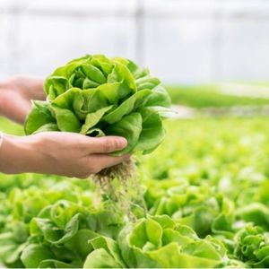 Engrais liquide biologique de haute qualité à base d'AB, solution nutritive hydroponique pour la croissance des légumes-feuilles, 100 ml - Product Image 4