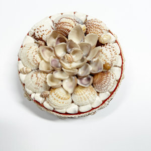 Travel Jewelry Seashell Packaging Box <b>Gift</b> <b>Boxes</b> With Natural Sea Shells From Ocean and Red Velvet Liner - Product Image 2