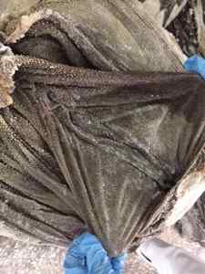 Proveedor Mayorista Económico: ¡Oferta de Descuento! Omasum de Res Congelado de Alta Calidad con Certificación Halal, Procesado IQF a Granel, ¡Venta Caliente! - Product Image 5